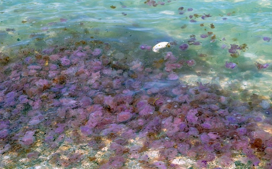 Μωβ μέδουσα: Μεγάλη έξαρση στις ελληνικές θάλασσες