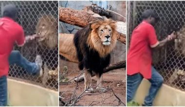 Τζαμάικα: Λιοντάρι άρπαξε το δάκτυλο υπαλλήλου ζωολογικού κήπου (βιντεο)
