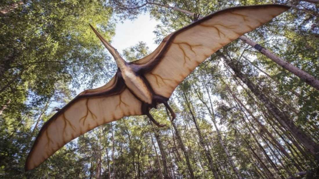 Αργεντινή: Παλαιοντολόγοι βρήκαν έναν τεράστιο πτερόσαυρο που έζησε πριν από 86 εκατομμύρια χρόνια