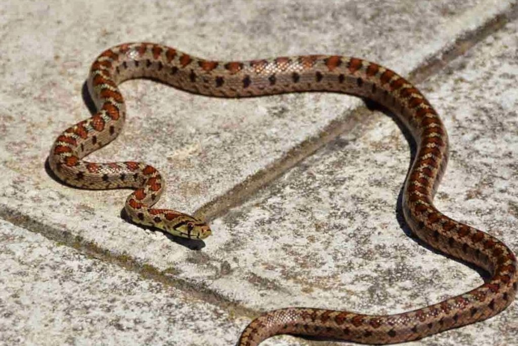 Αλεξανδρούπολη: Οχιά «έκοβε» βόλτες σε πάρκο της πόλης