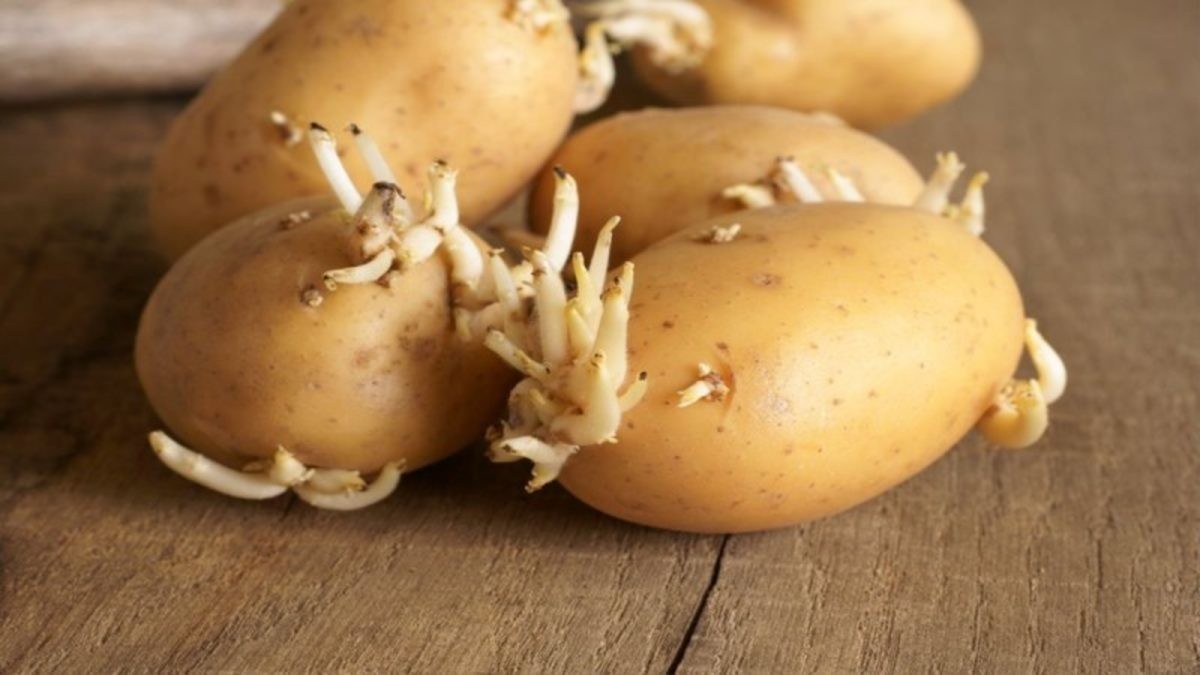 Αν δείτε αυτά τα σημάδια στις πατάτες τότε μην τις καταναλώσετε! (βίντεο)