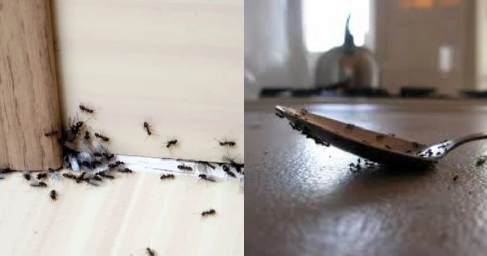 Τέσσερα φυσικά υλικά που θα διώξουν τα μυρμήγκια από το σπίτι σας για να απαλλαγείτε μια και καλή