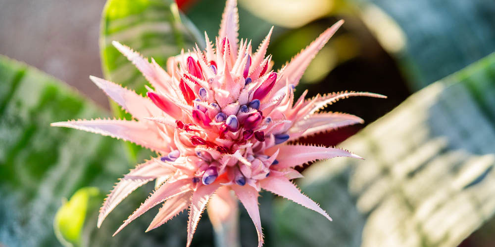 Αυτά τα φυτά «κόβουν» την ανάσα με την ομορφιά τους – Είναι όμως τα πιο θανατηφόρα στον κόσμο