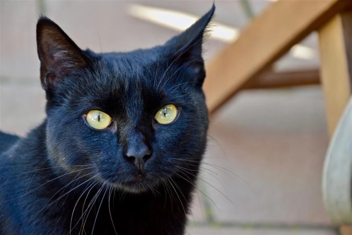 Μόνο στην Ελλάδα: 23χρονος στην Πάτρα έσφαξε γάτα για να την φάει και αποφυλακίστηκε!