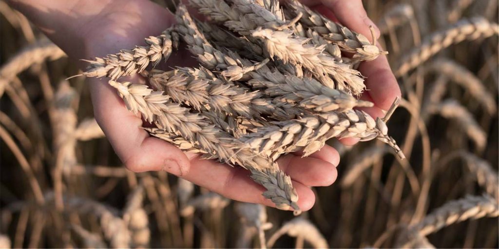 B.Πούτιν προς Μ.Ντράγκι: «Ούτε κόκκος σιταριού, ούτε μία χούφτα λιπάσματος από Ρωσία & Ουκρανία  σε ΕΕ και ΗΠΑ όσο διαρκούν οι κυρώσεις» (upd)