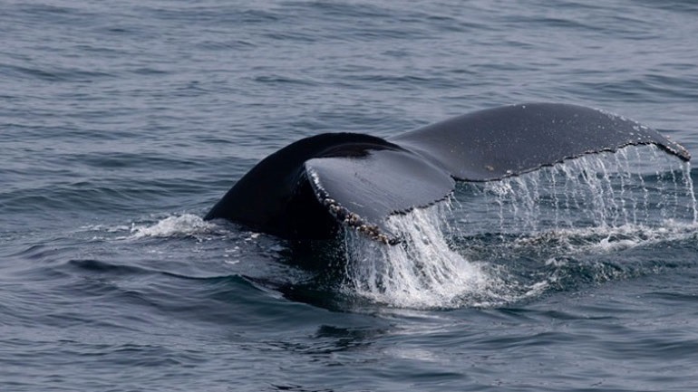 Γαλλία: Επιχείρηση διάσωσης μιας όρκας που βρέθηκε στον ποταμό Σηκουάνα