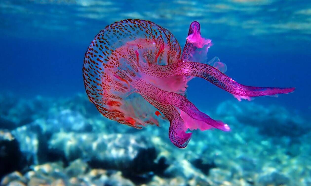 Οι μωβ μέδουσες γέμισαν Αιγαίο, Κρητικό & Ιόνιο πέλαγος – Τι κάνουμε αν μας τσιμπήσουν