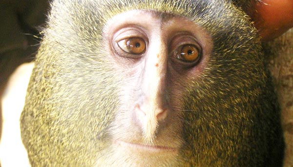 O πίθηκος με τα… ανθρώπινα μάτια που κινδυνεύει με εξαφάνιση