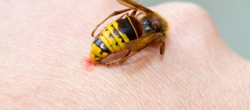 Τσίμπημα μέλισσας: Τα συμπτώματα και ποιοι είναι πιο ευάλωτοι