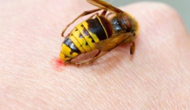 Τσίμπημα μέλισσας: Τα συμπτώματα και ποιοι είναι πιο ευάλωτοι