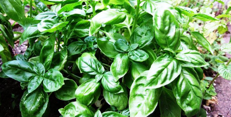 Θα σας «σώσουν»: Δέκα φυτά που είναι φυσικά αντικουνουπικά