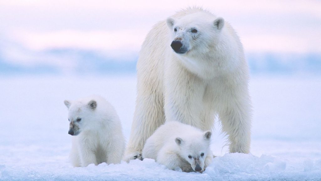 Μοναδικό θέαμα: Πολική αρκούδα ποζάρει στο χιόνι αγκαλιά με τα μικρά της (φώτο)