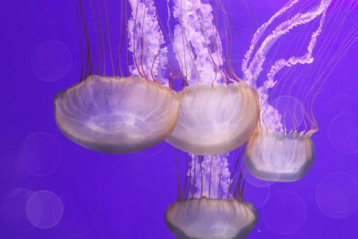 Μωβ μέδουσες: Συμπτώματα τσιμπήματος και οδηγίες προς του πολίτες