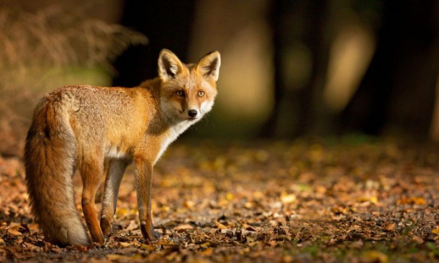 Κτηνωδία στην Κύπρο: Βασάνισαν, σκότωσαν και κρέμασαν αλεπού σε μπασκέτα (φωτο)