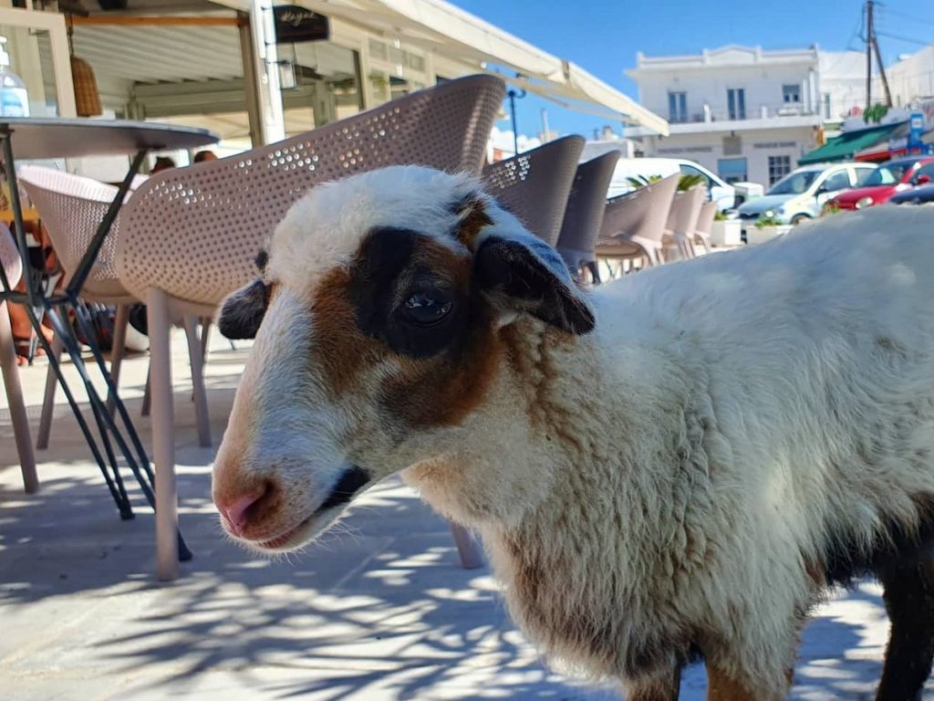Μήλος: Τον γύρο του διαδικτύου κάνει το πρόβατο που πηγαίνει για ψώνια σε σούπερ μάρκετ με τον ιδιοκτήτη του