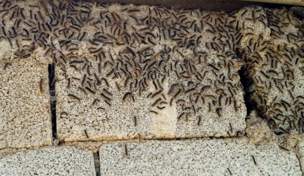 Κάμπιες «πλημμύρισαν» την Ηλεία – «Δεν μπορούμε να βγούμε από το σπίτι»