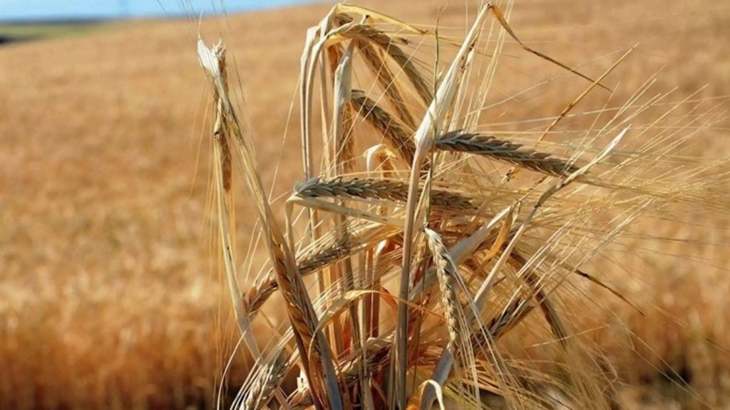 Έρχεται μείωση κατά 40% της παραγωγής σιταριού της Ουκρανίας