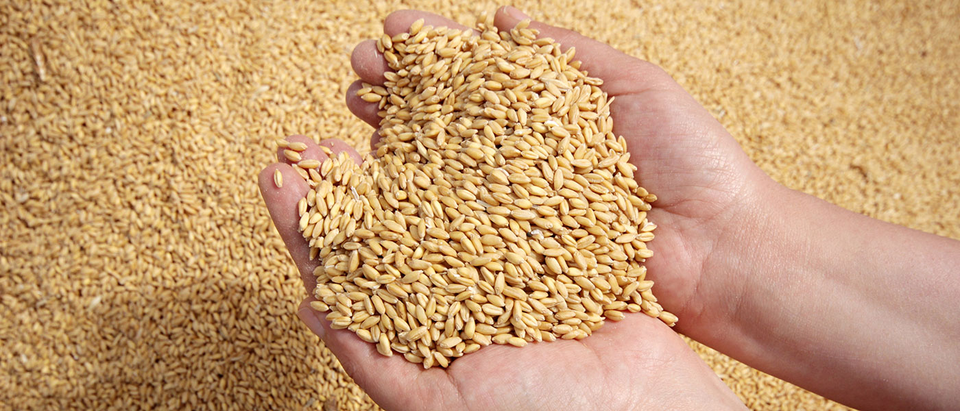 Η Ρωσία αφήνει τον απόπλου των εμπορικών πλοίων που μεταφέρουν σιτάρι