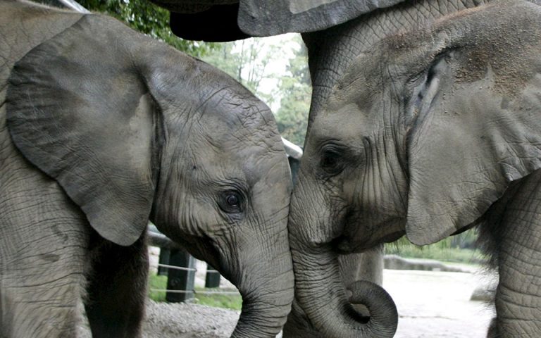 Νέα μελέτη: Oι ελέφαντες πενθούν για τους συγγενείς τους σαν τους ανθρώπους! (βίντεο)