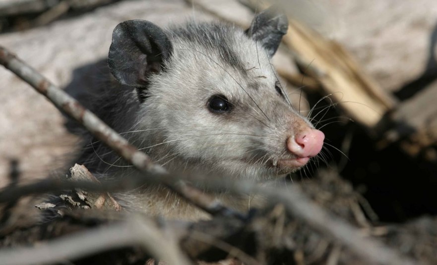 Νέα Υόρκη: Οπόσουμ εισέβαλε σε μπαρ και μια «ηρωίδα» το έπιασε απ’ τον σβέρκο και το έβγαλε έξω (βίντεο)