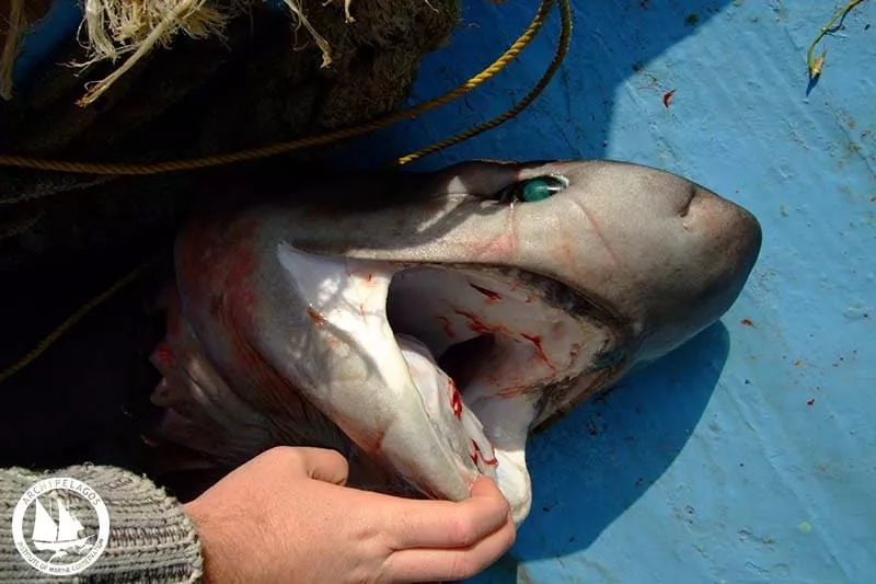 Επιθέσεις καρχαριών στις ελληνικές ακτές – Υπάρχει άραγε κίνδυνος για τους λουόμενους;