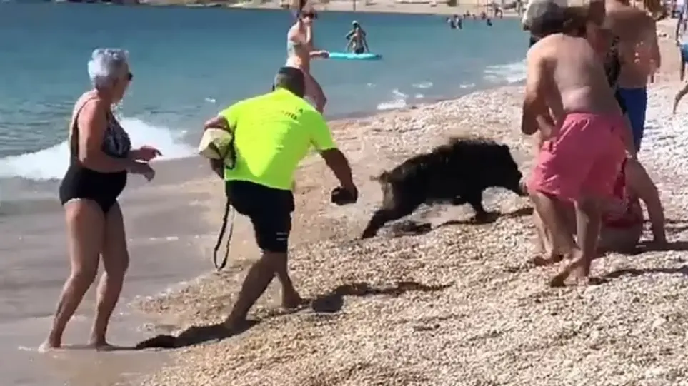 Ισπανία: Αγριογούρουνο δάγκωσε γυναίκα που έκανε ηλιοθεραπεία στην παραλία (βίντεο)