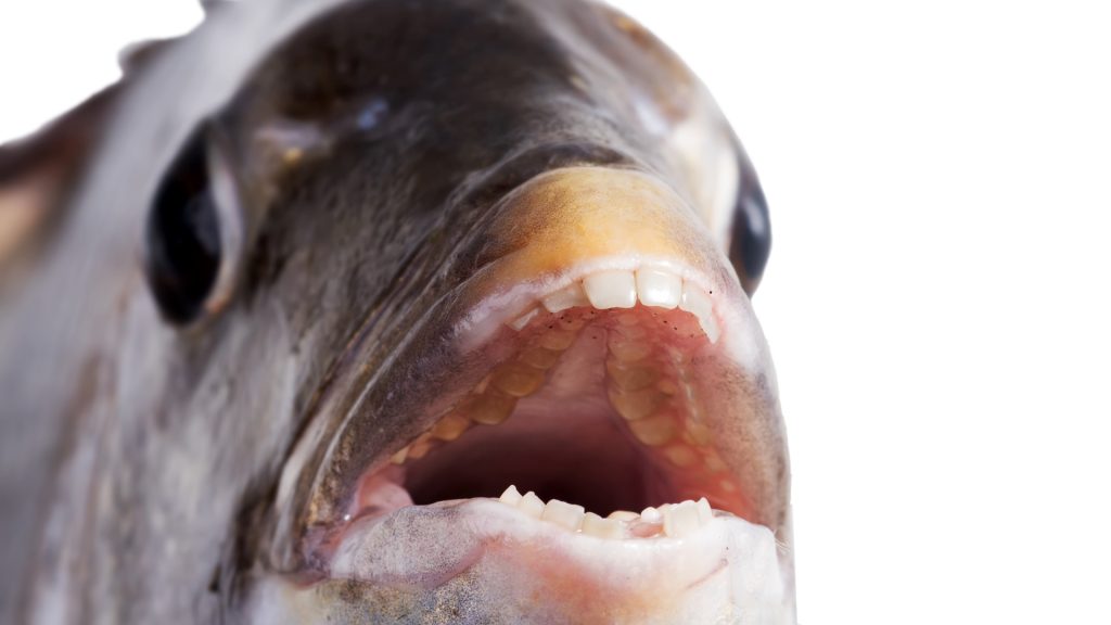 ΗΠΑ: Το ψάρι που έχει «ανθρώπινα» δόντια