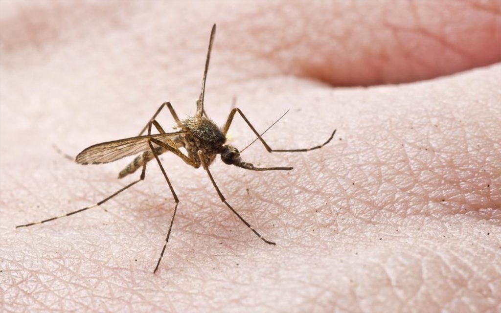 Κουνούπια τέλος: Η αποτελεσματική συνταγή για να μην σας τσιμπήσουν όλο το καλοκαίρι