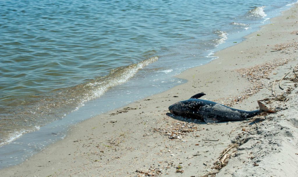 Χιλιάδες δελφίνια ξεβράζονται νεκρά στις ακτές της Μαύρης Θάλασσας – Φέρουν τραύματα από βόμβες και εκρήξεις ναρκών
