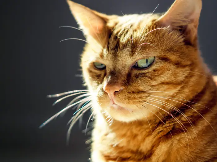 Αγγλία: Μια 28χρονη «έχασε» τη γάτα της σε τροχαίο και ξόδεψε 4.000 λίρες για να την βαλσαμώσει (βίντεο)