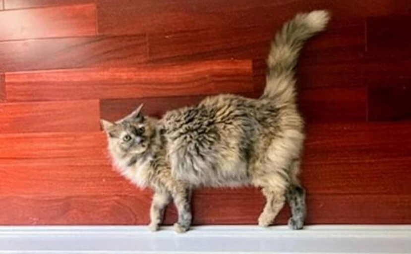 Φωτογραφίες που μπερδεύουν το μυαλό (φώτο)