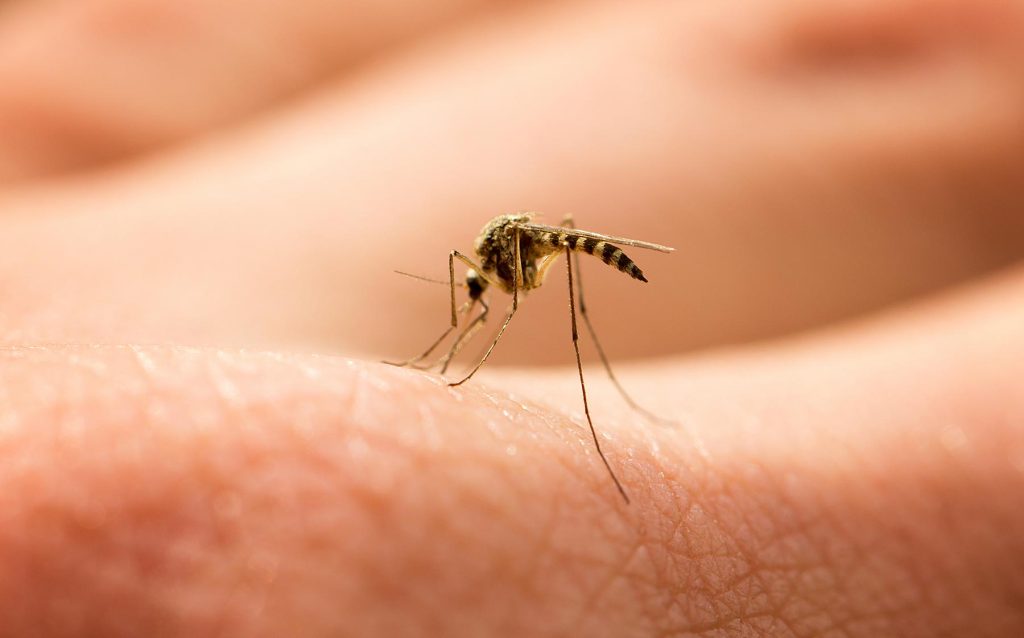 Γιατί τα τσιμπήματα των κουνουπιών προκαλούν τόση φαγούρα;
