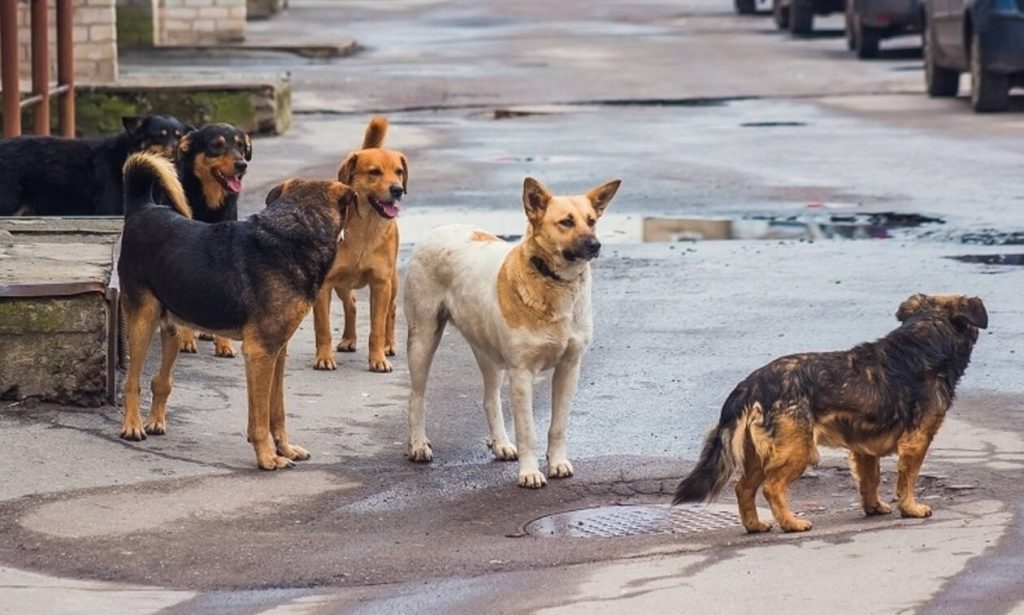 Βόλος: Αδέσποτα σκυλιά επιτέθηκαν σε τρεις γυναίκες στην περιοχή πίσω από το ΚΤΕΛ Αλμυρού
