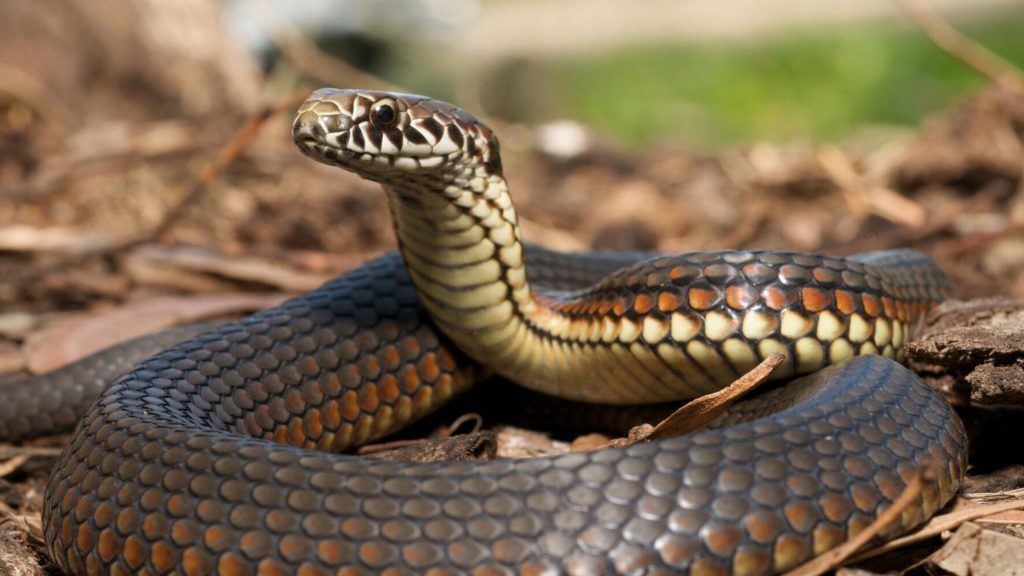 Τσίμπημα από φίδι: Συμπτώματα, αντιμετώπιση & θεραπεία