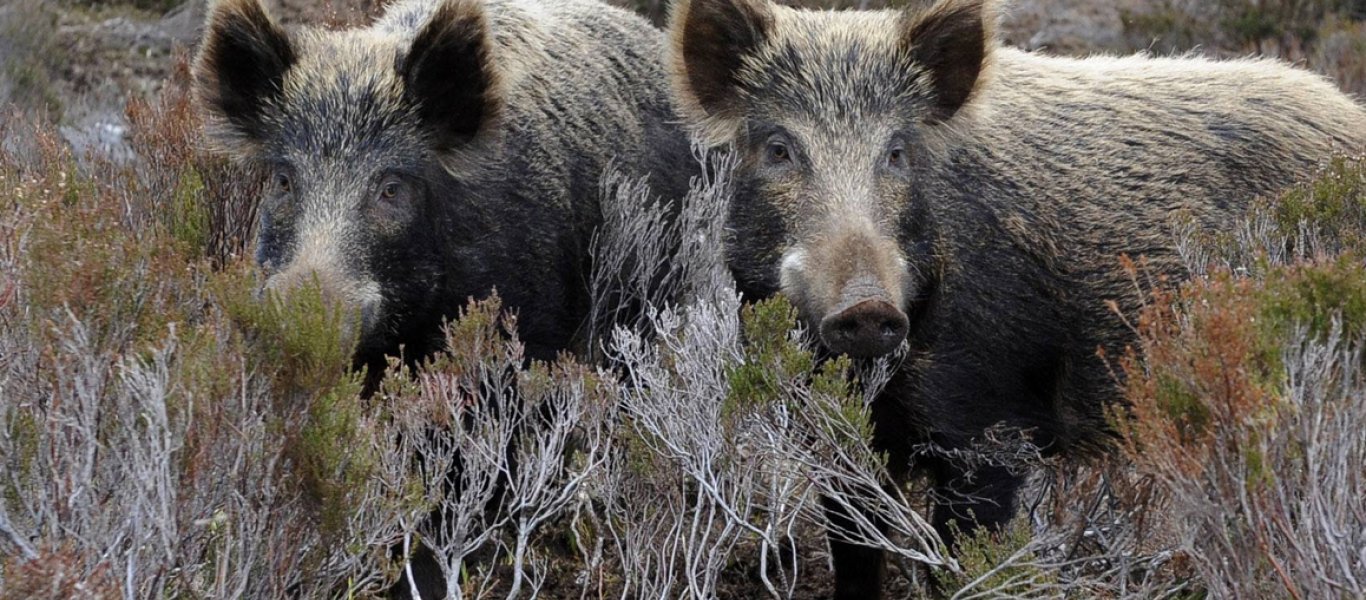 Λαμία: Δύο αγριογούρουνα βγήκαν για…βραδινό φαγητό στον Άγιο Λουκά (βίντεο)