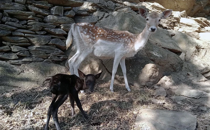 Άνδρος: Γεννήθηκε σπάνιο μαύρο ελάφι – Το είδος του απειλείται με εξαφάνιση (φώτο)
