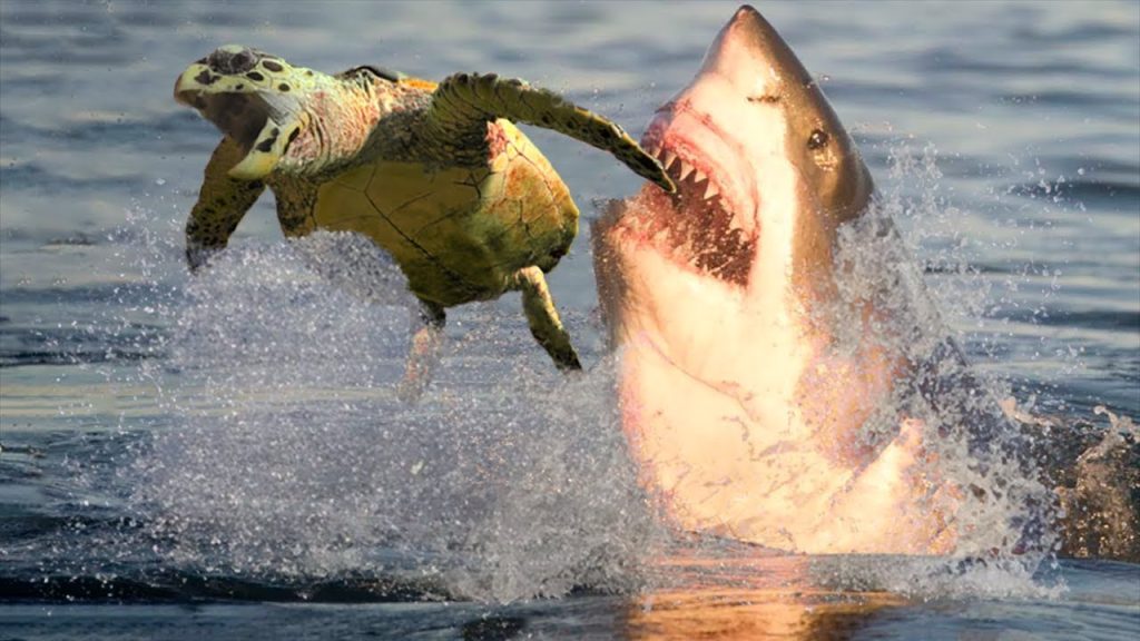 Αυστραλία: Θαλάσσια χελώνα επιβιώνει από επίθεση καρχαρία (βίντεο)