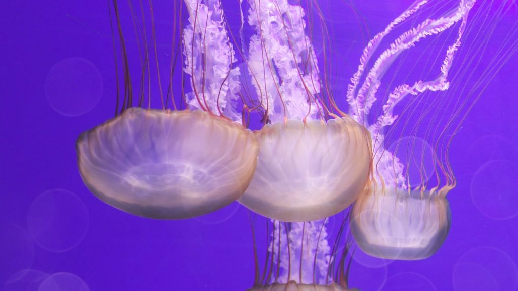 Χ.Τακλής για μωβ μέδουσες: «Αυτό που βλέπει ο κόσμος έξω στην παραλία είναι κυριολεκτικά ένα τίποτα»