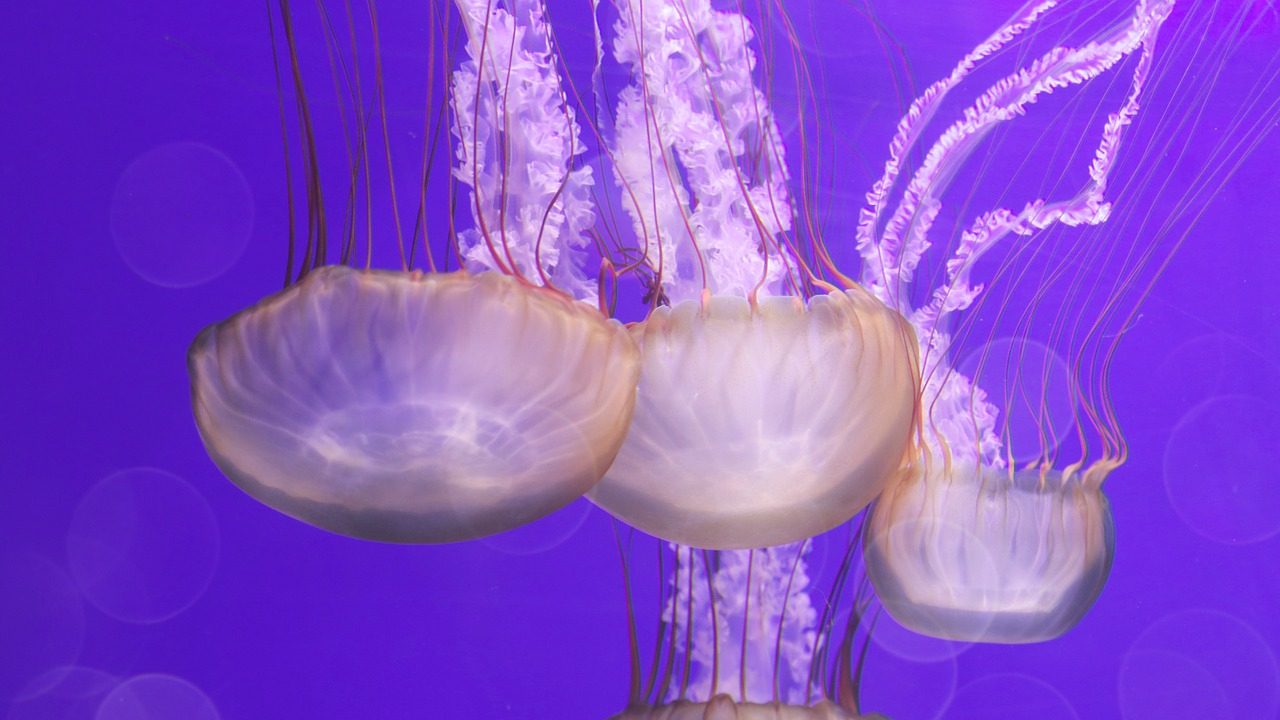 Χ.Τακλής για μωβ μέδουσες: «Αυτό που βλέπει ο κόσμος έξω στην παραλία είναι κυριολεκτικά ένα τίποτα»