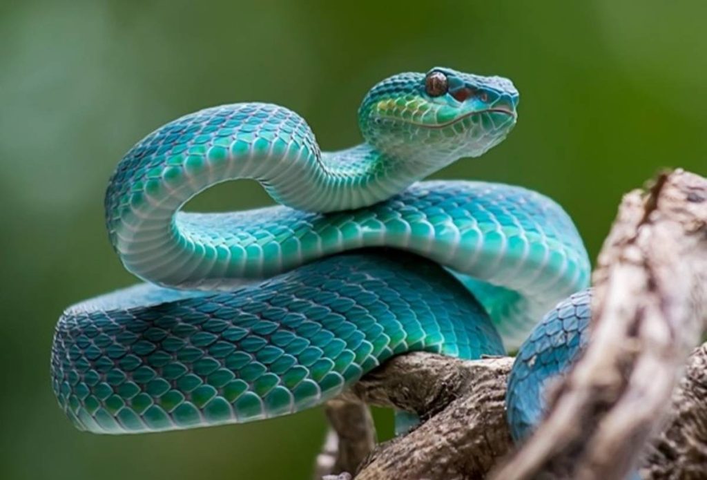 Φάρσαλα: «Πάγωσε» ιδιοκτήτρια διαμερίσματος – Βρήκε «κουλουριασμένο» φίδι στο μπαλκόνι της