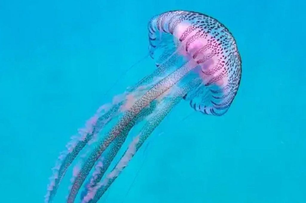 Εξαπλώνονται στις ελληνικές θάλασσες οι μωβ μέδουσες – Τι λέει ωκεανολόγος