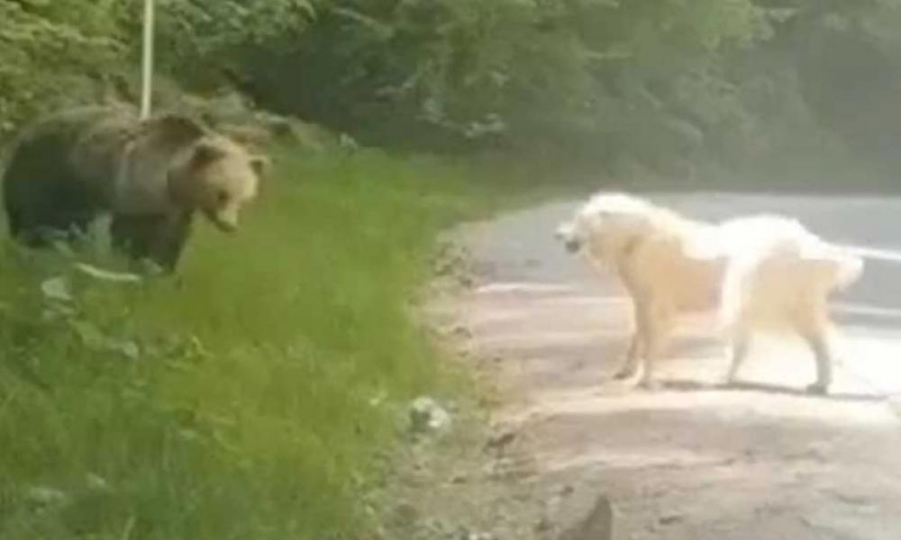 Μέτσοβο: Σκύλος τα βάζει με αρκούδα στη… μέση του δρόμου και γίνεται viral