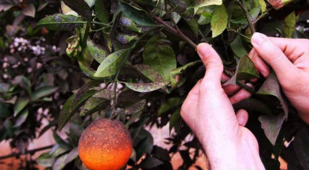 Αιτωλοακαρνανία: Έκανε την εμφάνιση του ο Μαύρος Ακανθώδης Αλευρώδης