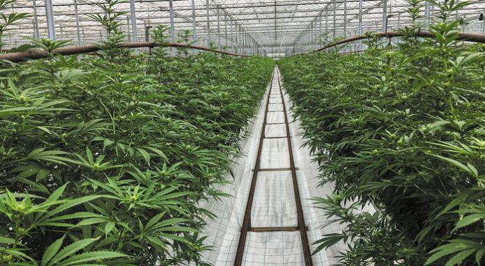 Σαμοθράκη: Ο «Jack» βρήκε θερμοκήπιο για την καλλιέργεια κάνναβης