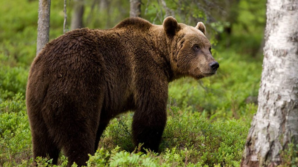 Η στιγμή που αρκούδα σκαρφαλώνει σε δέντρο στο Νυμφαίο Φλώρινας (βίντεο)