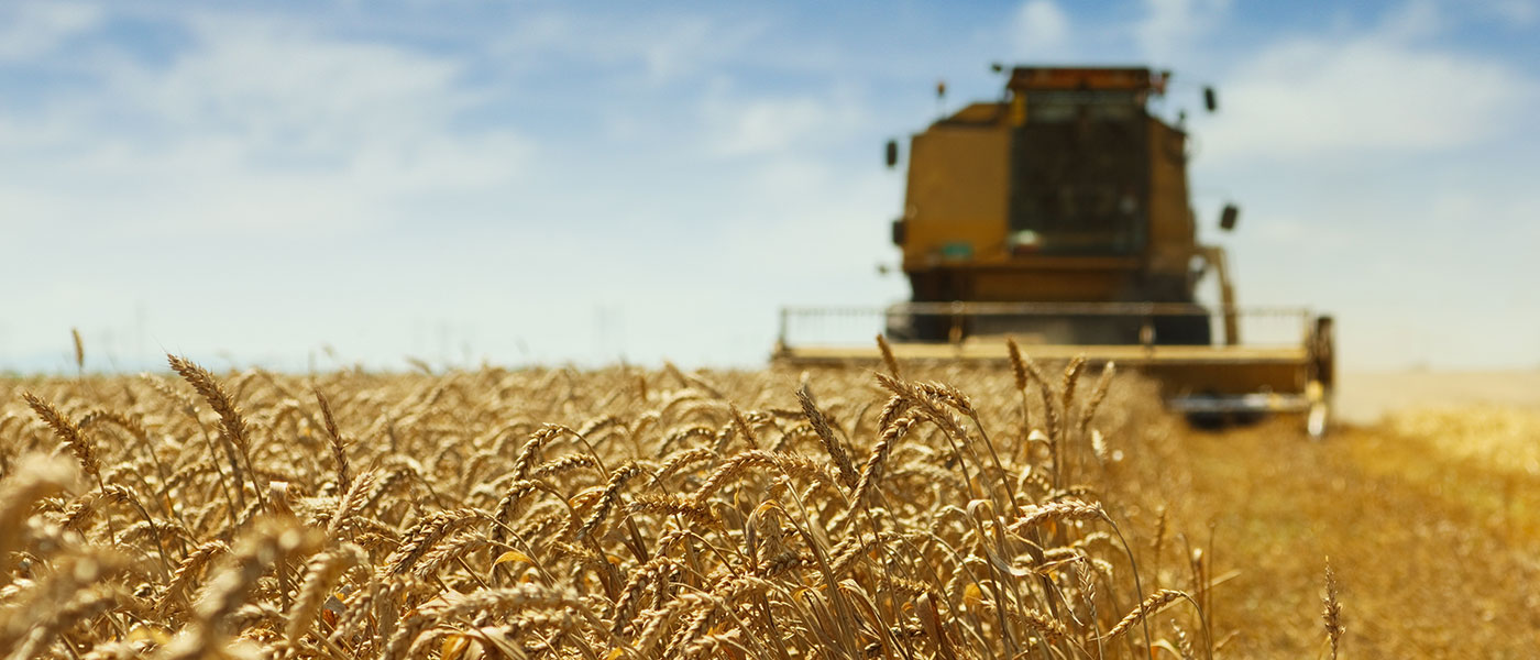 Η Τουρκία έτοιμη να ξεκινήσει την καλλιέργεια σιταριού στη Βενεζουέλα!