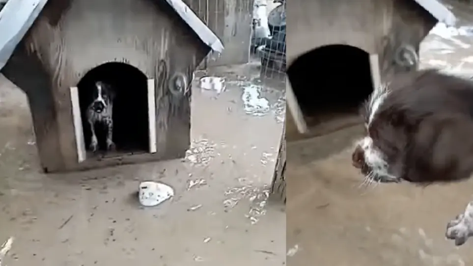 Ορεστιάδα: Η στιγμή που γνωστός βολεϊμπολίστας σώζει το σκυλάκι του από παρ’ ολίγον πνιγμό λόγω πλημμύρας