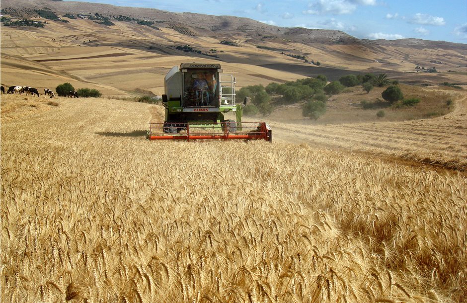 Ιταλία: Η παραγωγή σιταριού μειώθηκε κατά 15% λόγω της ξηρασίας