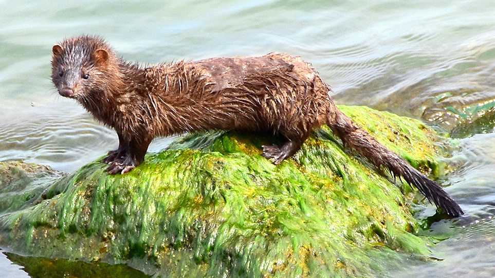 Τύρναβος: Επιδρομές από αγέλες μινκ σε κοτέτσια – Σκοτώνουν τις κότες και τρώνε τα αυγά
