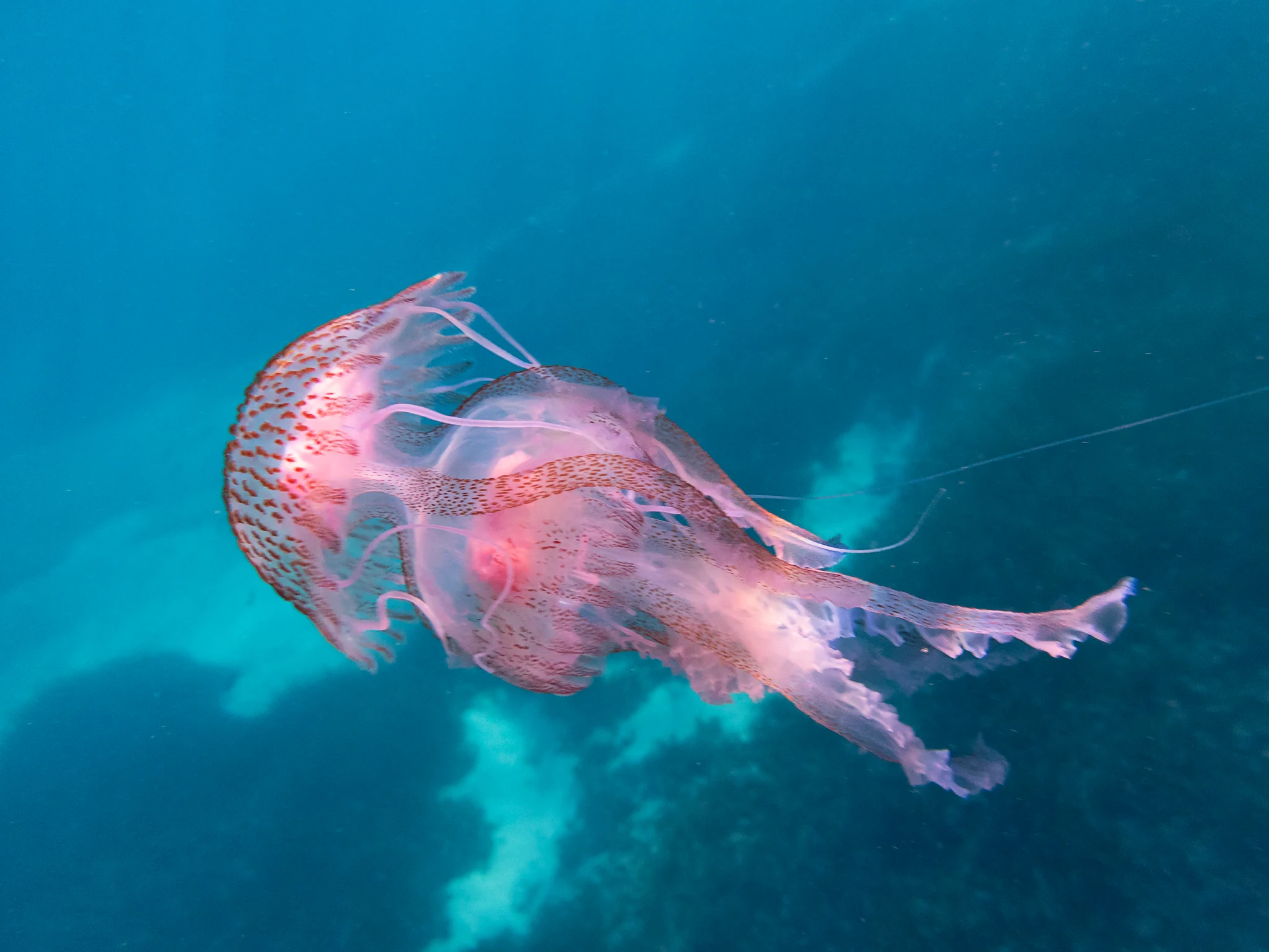 Μωβ μέδουσες: Σε ποιες περιοχές έχουν εντοπιστεί – Προσοχή στο τσίμπημα